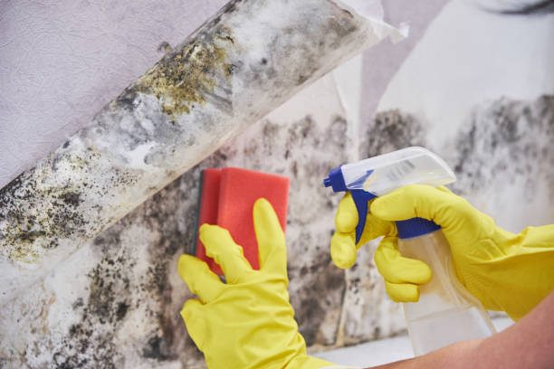  Johnstonville, CA Mold Removal Services Pros